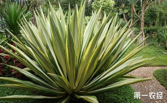 龙舌兰科植物有哪些？龙舌兰科植物名称大全