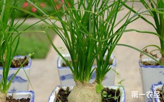龙舌兰科植物有哪些？龙舌兰科植物名称大全