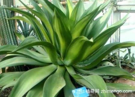 龙舌兰可以叶插吗？龙舌兰叶插方法步骤
