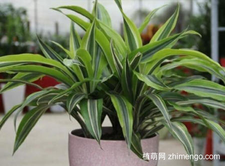 龙舌兰可以叶插吗？龙舌兰叶插方法步骤