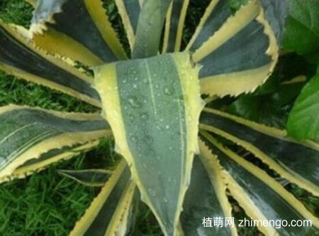 龙舌兰可以叶插吗？龙舌兰叶插方法步骤