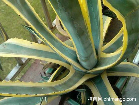 龙舌兰可以叶插吗？龙舌兰叶插方法步骤