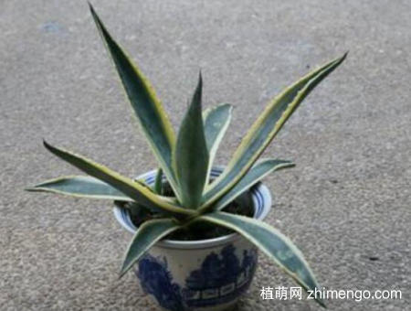 龙舌兰可以叶插吗？龙舌兰叶插方法步骤