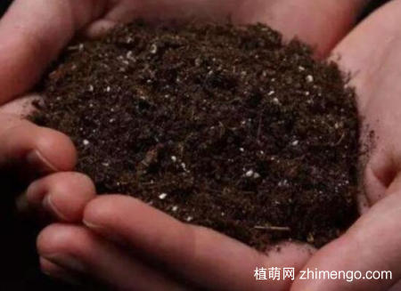龙舌兰可以叶插吗？龙舌兰叶插方法步骤