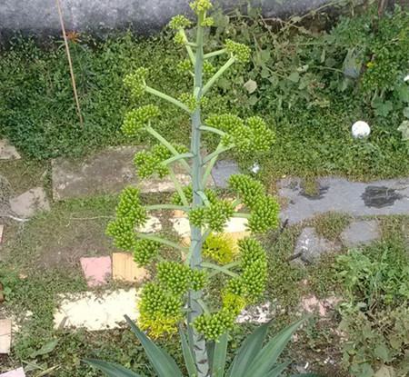 龙舌兰开不开花