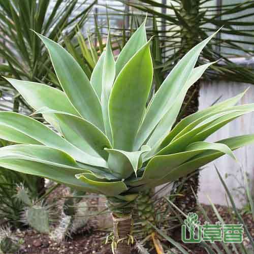 颜值超高的龙舌兰品种