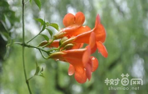 凌霄花怎么整形修剪，凌霄花什么季节修剪(6~7月)
