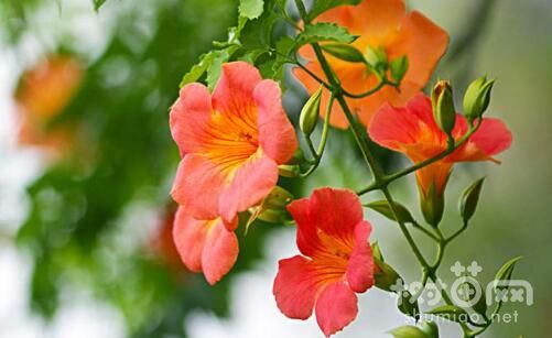 凌霄花怎么整形修剪，凌霄花什么季节修剪(6~7月)