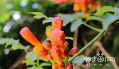 凌霄花怎么整形修剪，凌霄花什么季节修剪(6~7月)