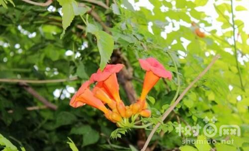 凌霄花怎么整形修剪，凌霄花什么季节修剪(6~7月)
