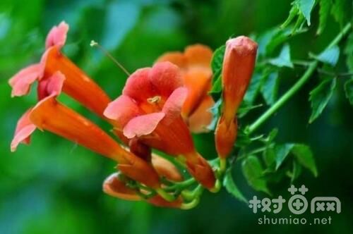 凌霄花怎么整形修剪，凌霄花什么季节修剪(6~7月)