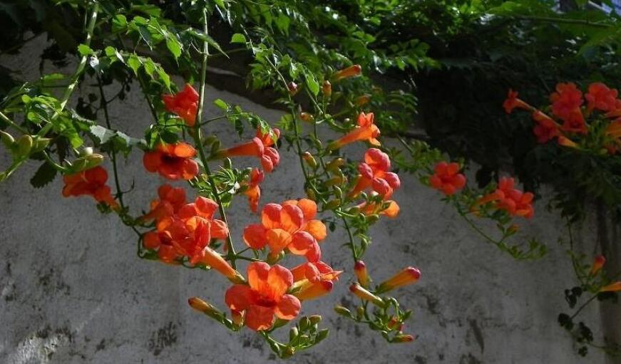 凌霄花怎么浇水？凌霄花的浇水方法