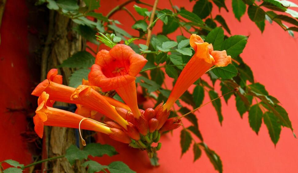凌霄花怎么浇水？凌霄花的浇水方法