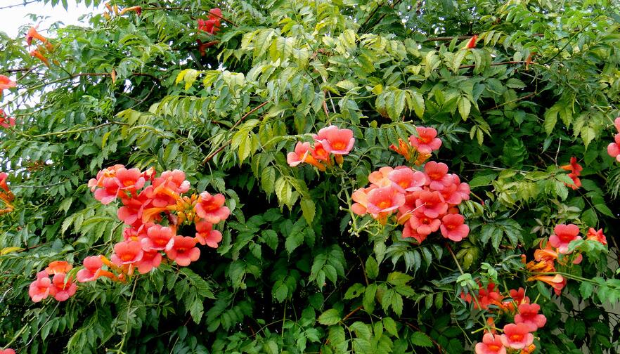 凌霄花怎么浇水？凌霄花的浇水方法