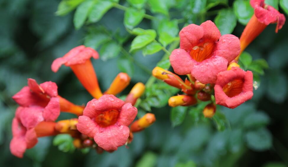 凌霄花怎么浇水？凌霄花的浇水方法