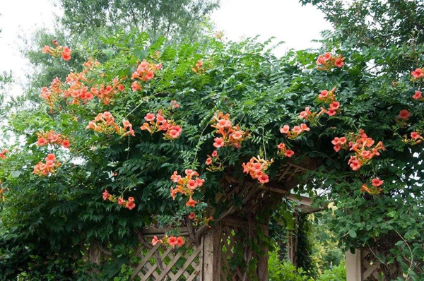 凌霄花的花语是什么？凌霄花的寓意和象征