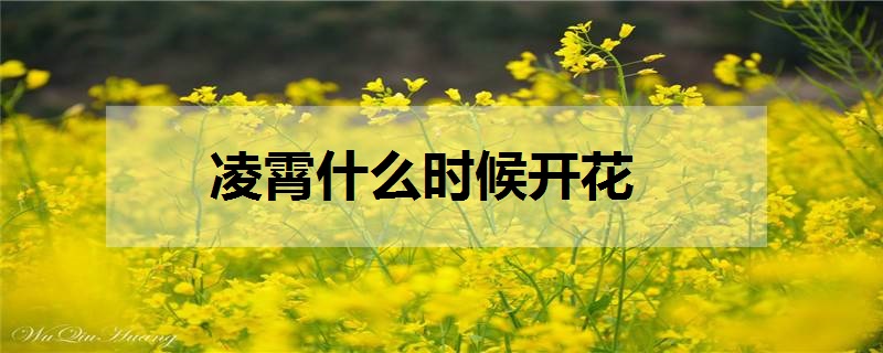 凌霄什么时候开花 怎么养凌霄花