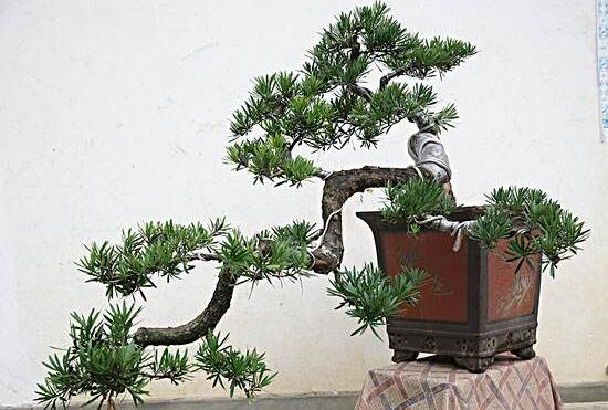 罗汉松怎么修剪，罗汉松修剪方法图解/7-8月摘心剪枝