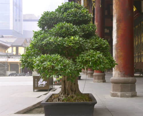 罗汉松图片大全！罗汉松高清图片！
