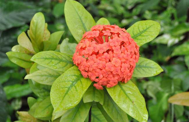 龙船花怎么摘心？龙船花怎么修剪？