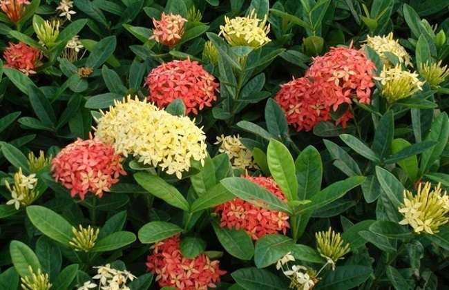 龙船花怎么摘心？龙船花怎么修剪？