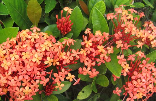 龙船花怎么摘心？龙船花怎么修剪？