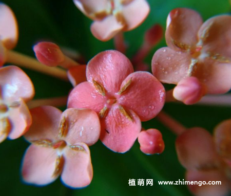 龙船花的养殖方法和5种注意事项