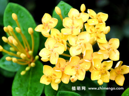 龙船花的养殖方法和5种注意事项