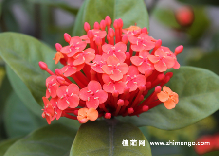 龙船花的养殖方法和5种注意事项