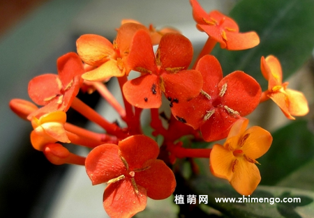 龙船花的养殖方法和5种注意事项