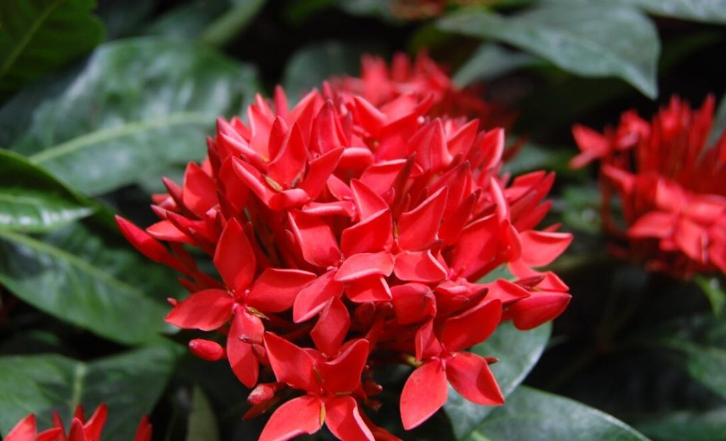 龙船花冬天掉叶子怎么办？