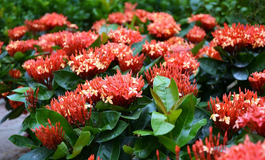 龙船花冬天掉叶子怎么办？