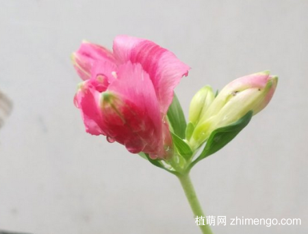 六出花图片大全