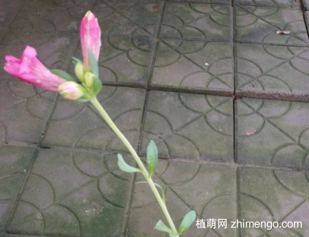 六出花图片大全