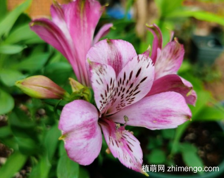 六出花图片大全