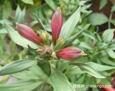 六出花图片大全