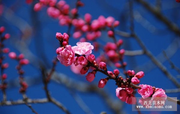 梅花（唐·王维）诗句赏析