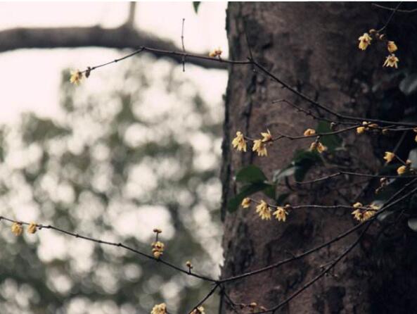 梅花长虫子怎么办，梅花常见病害与防治/3虫害3病害
