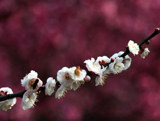 梅花长虫子怎么办，梅花常见病害与防治/3虫害3病害