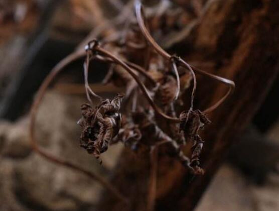 梅花长虫子怎么办，梅花常见病害与防治/3虫害3病害