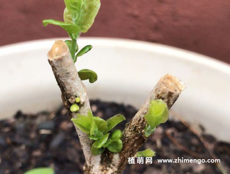 茉莉烂根怎么办，清洗剪掉烂根消毒，重新上盆