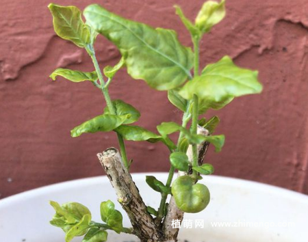 茉莉烂根怎么办，清洗剪掉烂根消毒，重新上盆