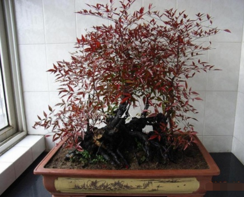 南天竹盆景图片大全