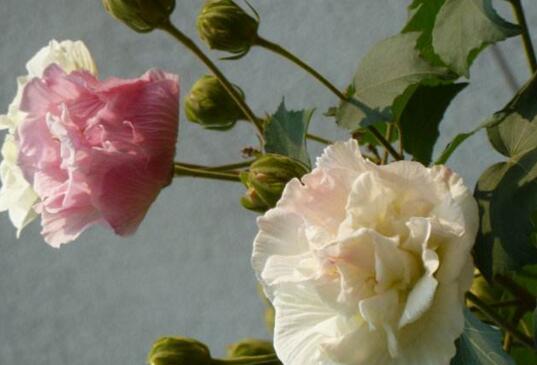 木芙蓉叶子发黄的原因，六种原因致叶黄脱落/附解决办法