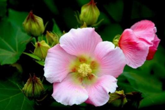 木芙蓉叶子发黄的原因，六种原因致叶黄脱落/附解决办法