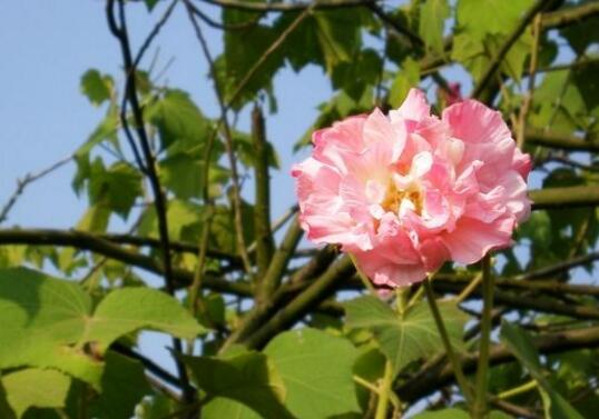 木芙蓉叶子发黄的原因，六种原因致叶黄脱落/附解决办法
