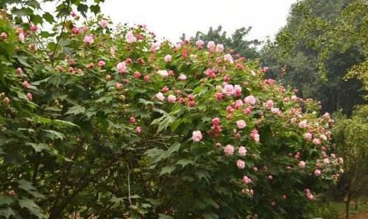 木芙蓉叶子发黄的原因，六种原因致叶黄脱落/附解决办法