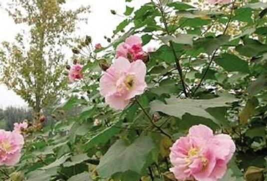 木芙蓉叶子发黄的原因，六种原因致叶黄脱落/附解决办法