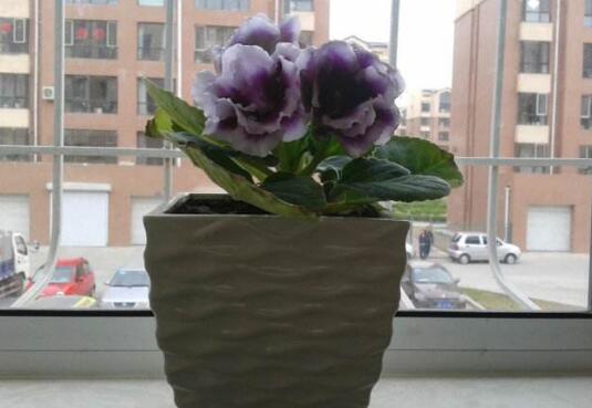木芙蓉有毒吗