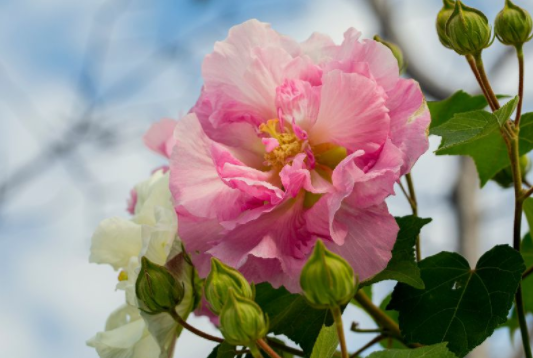 木芙蓉什么季节开花 广州哪里可以看